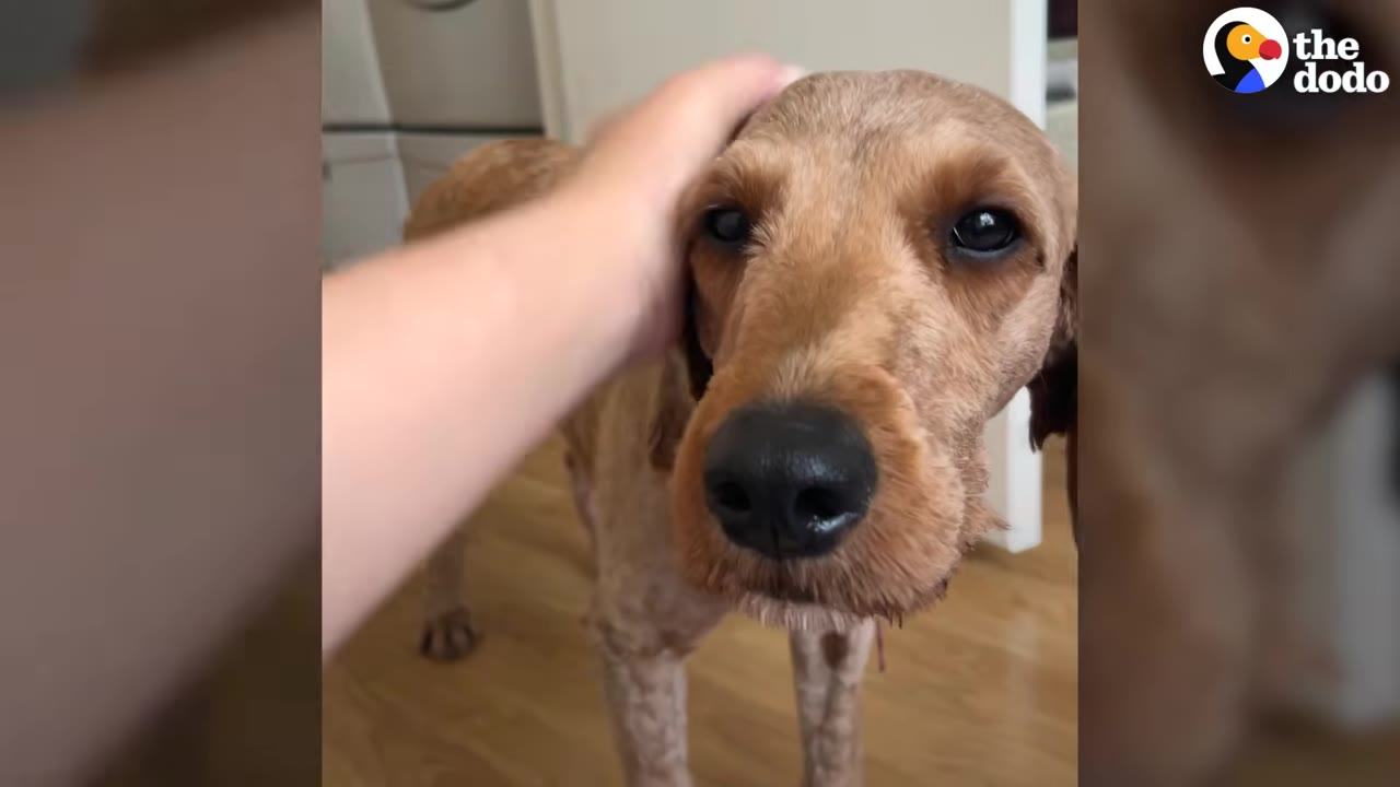A brown dog looking directly into the camera while a person gently pets the top of its head inside a home.