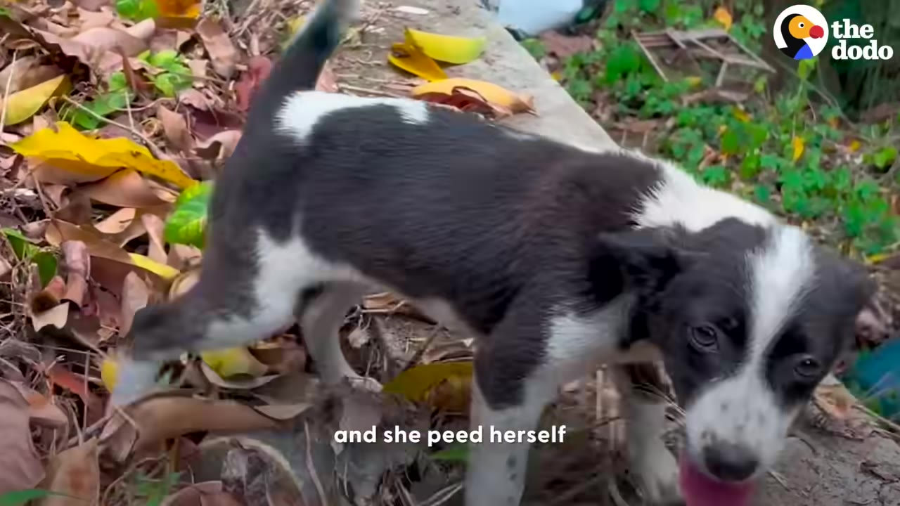 A small black and white puppy wiggles her tail and moves happily over fallen leaves outdoors.