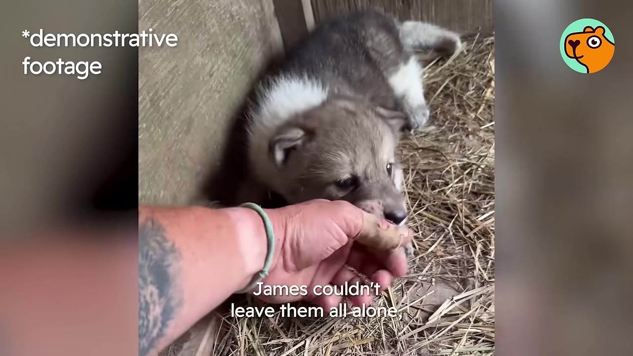 A small grey and white puppy lying on a bed of straw as a person gently touches its chin.