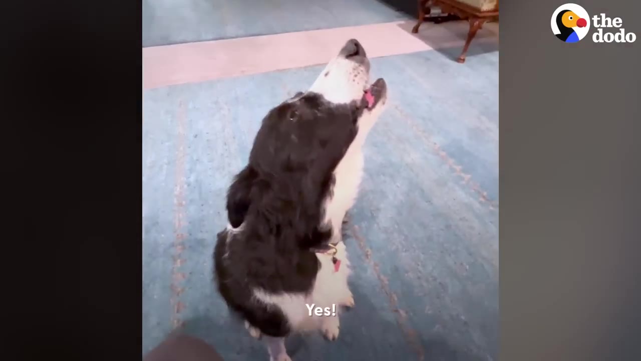 A black-and-white border collie sitting on a blue rug with its head tilted back, howling upward.