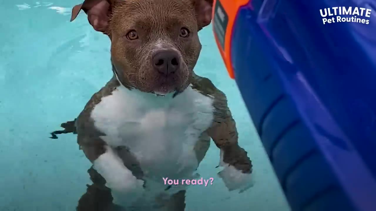 A brown pit bull standing in pool water looking attentively forward.