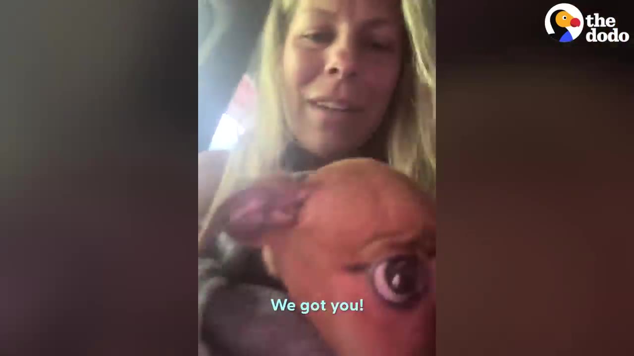 A woman holding a small brown puppy inside a vehicle.