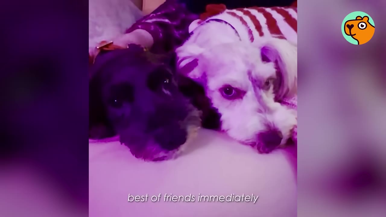 A black dog and a white dog lying side by side together under a purple-tinted light.