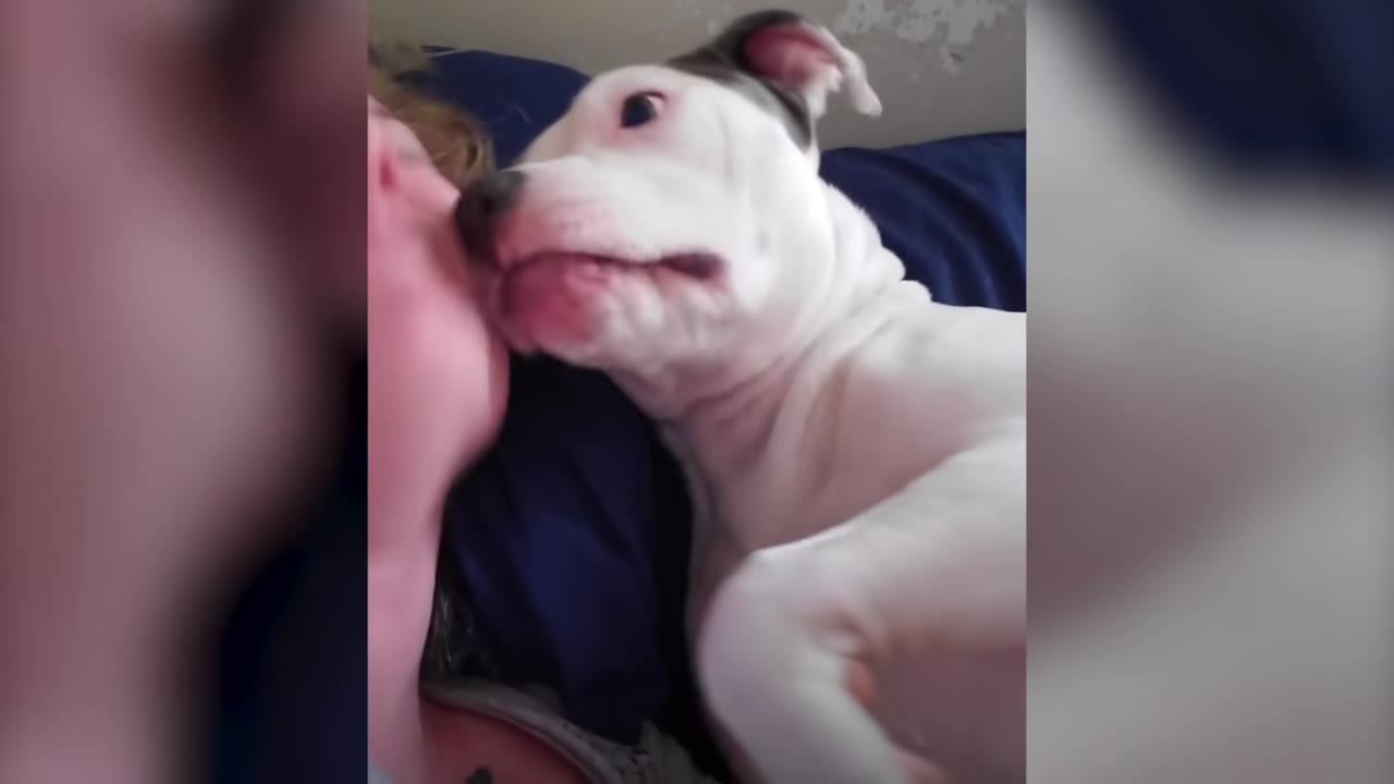A white dog with grey spots pressing its face affectionately against a person's cheek while lying together.