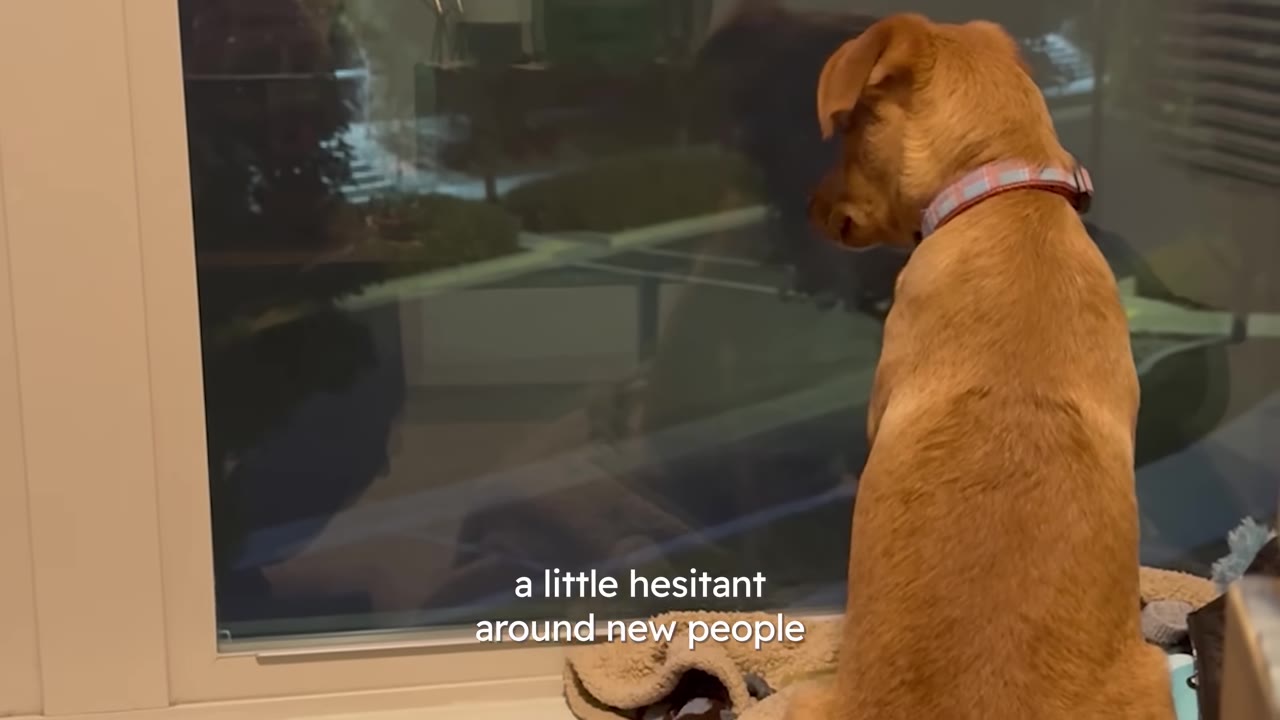 A small brown dog wearing a collar sitting in front of a window and looking outside.