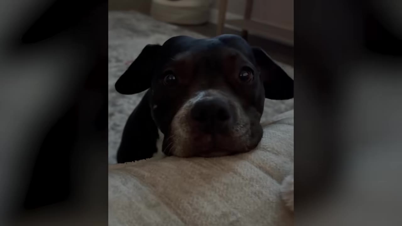 A close-up view of a black dog resting its chin on a soft beige cushion while looking forward.
