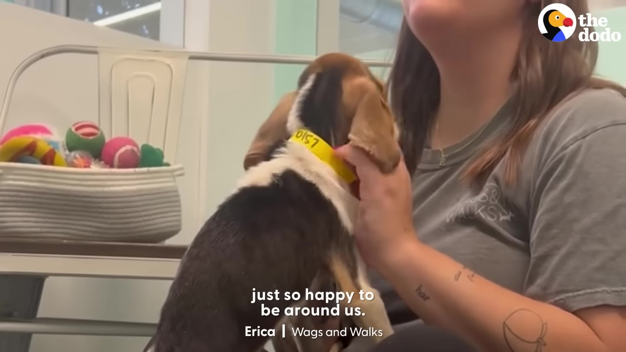 A small beagle puppy leaning up affectionately against a woman who is gently petting her near the neck.
