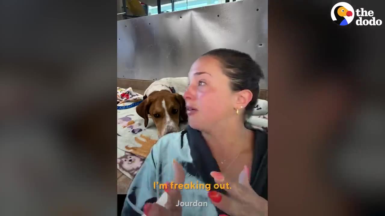 A woman looks emotional and speaks in an adoption center room while a white and brown hound dog rests behind her on a blanket.