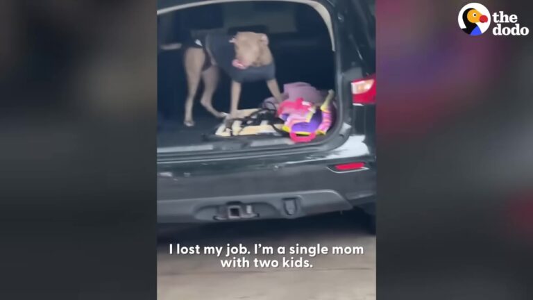 Single Mom In Illinois Couldn’t Afford To Keep A Stray Pit Bull, Then Her Vet Said Something She Never Expected