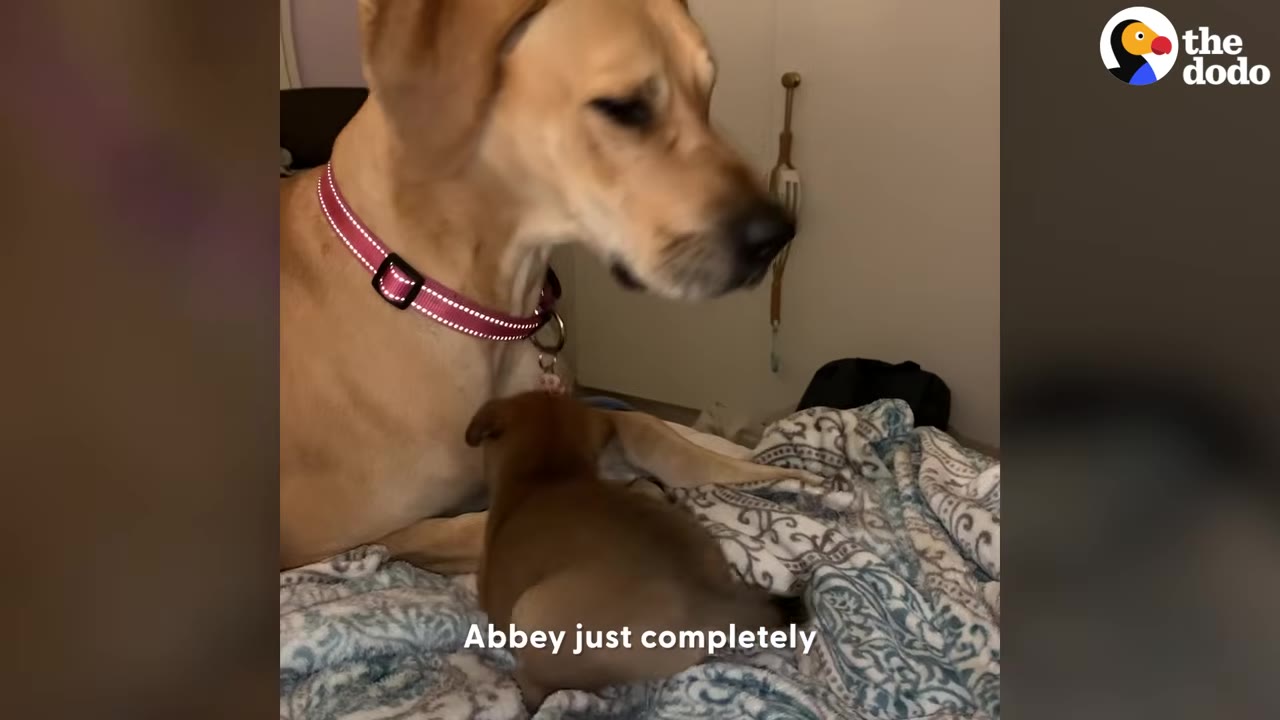 A large tan dog wearing a pink collar sits on a bed blanket and looks down gently at a small brown puppy resting beside it.