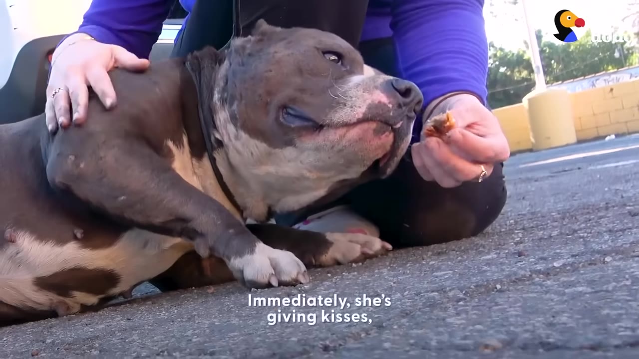 A brown and white pit bull lies on the pavement, looking up with a soft expression as a person in a purple long-sleeve shirt gently pets her back and offers her a small treat.