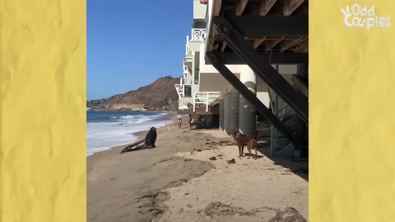 A brown dog standing on a sandy beach looking toward a sea lion resting by the water near beachfront houses.