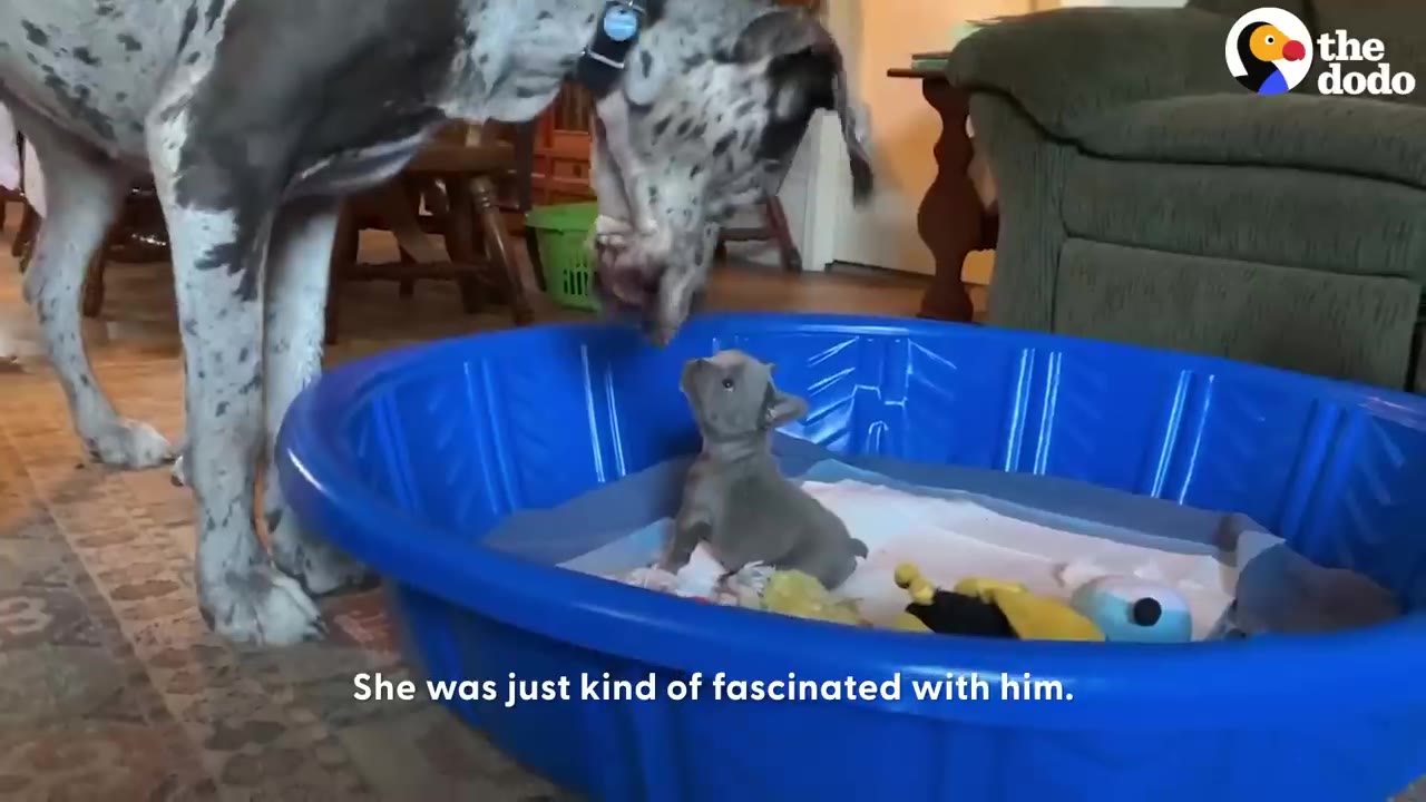 A large Great Dane standing outside a blue plastic pool, leaning down to sniff a tiny French Bulldog puppy inside.