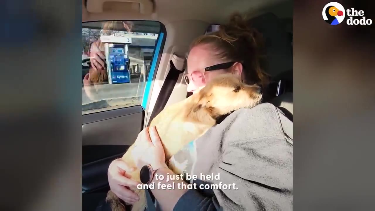 A small golden dog clings tightly to a woman's chest inside a car during a drive.
