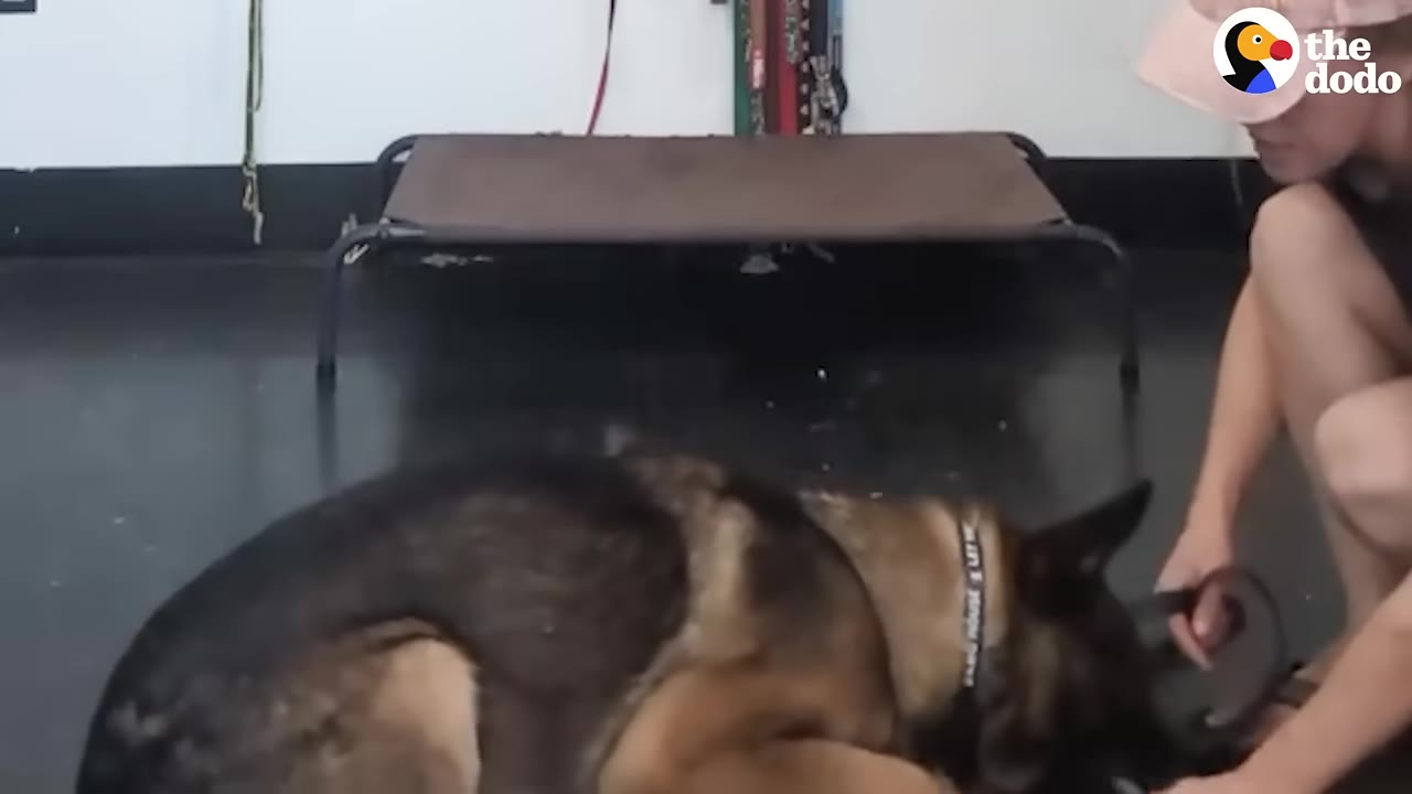 A German Shepherd dog lies on a dark floor indoors while a woman wearing a pink cap kneels beside him.