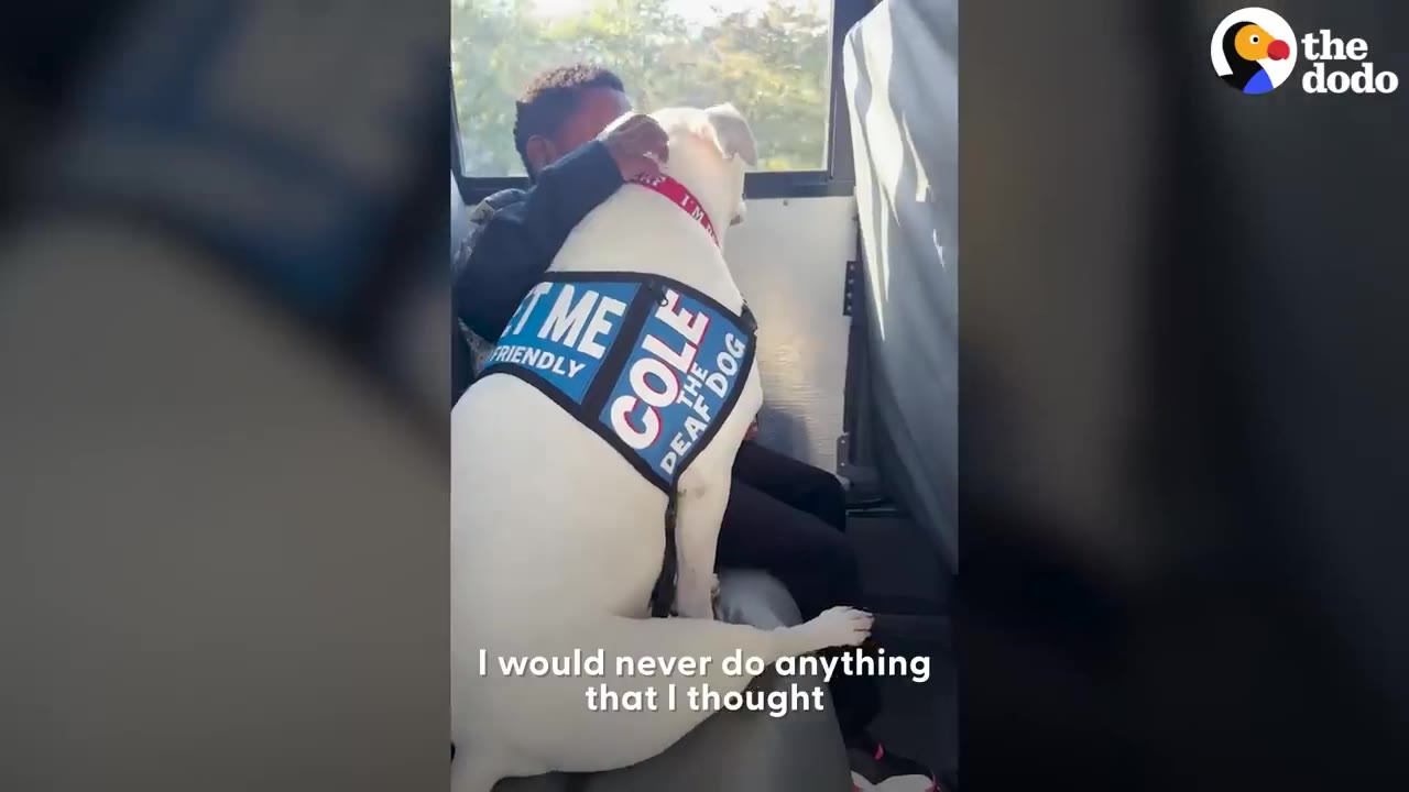 A white dog wearing a vest that reads 'Cole The Deaf Dog' rests his head on a person's shoulder inside a vehicle.