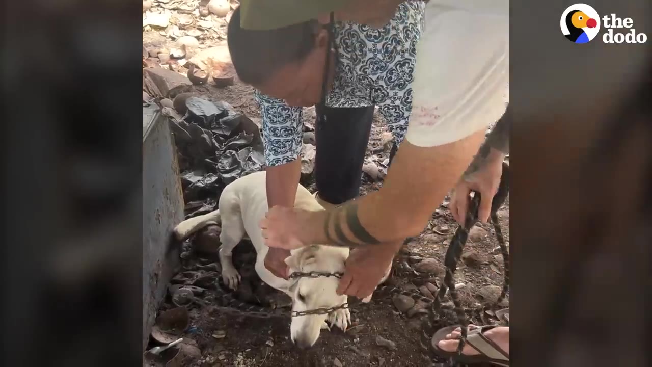 Two rescuers lean over a white dog, gently holding its head and working to remove a heavy metal chain wrapped around its neck.