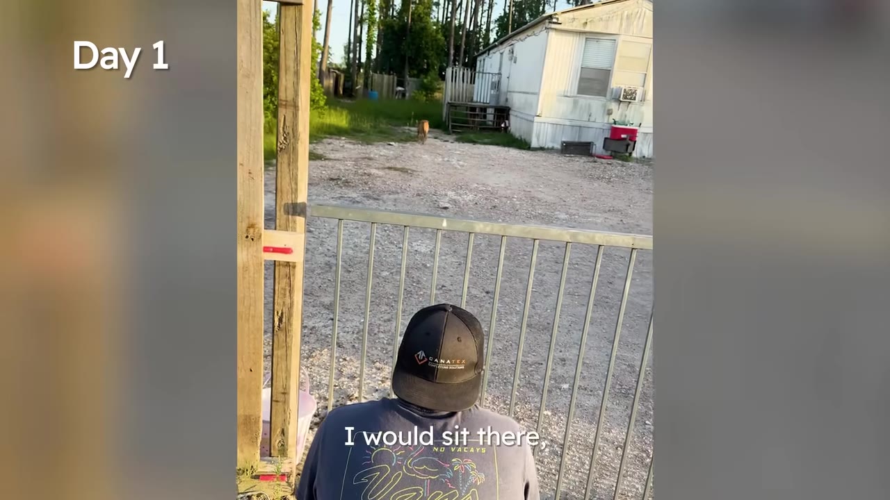 A person wearing a black cap sits by a metal gate looking towards a distant dog in a gravel yard near a mobile home.