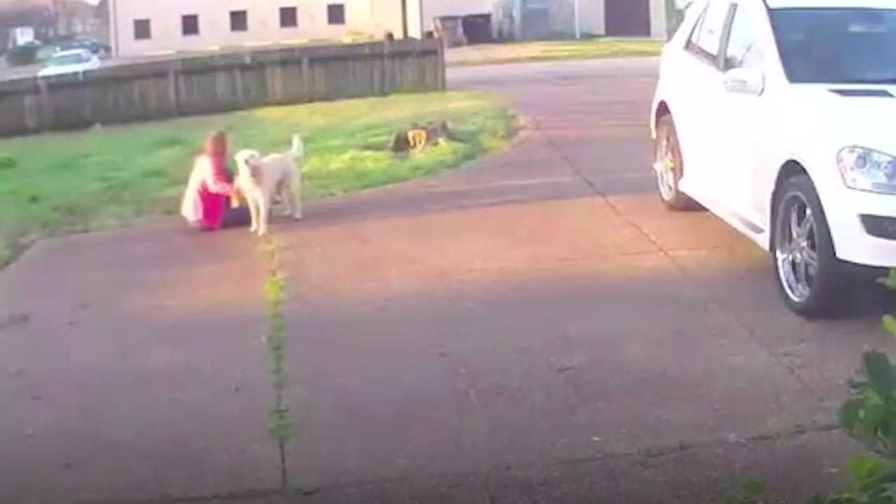A person in a pink jacket kneels on a concrete driveway next to a light-colored dog, with a white SUV parked nearby.