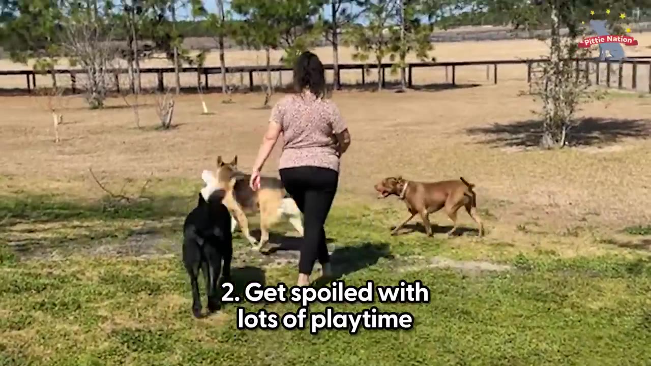 A woman walks through a grassy yard surrounded by several dogs running and playing.