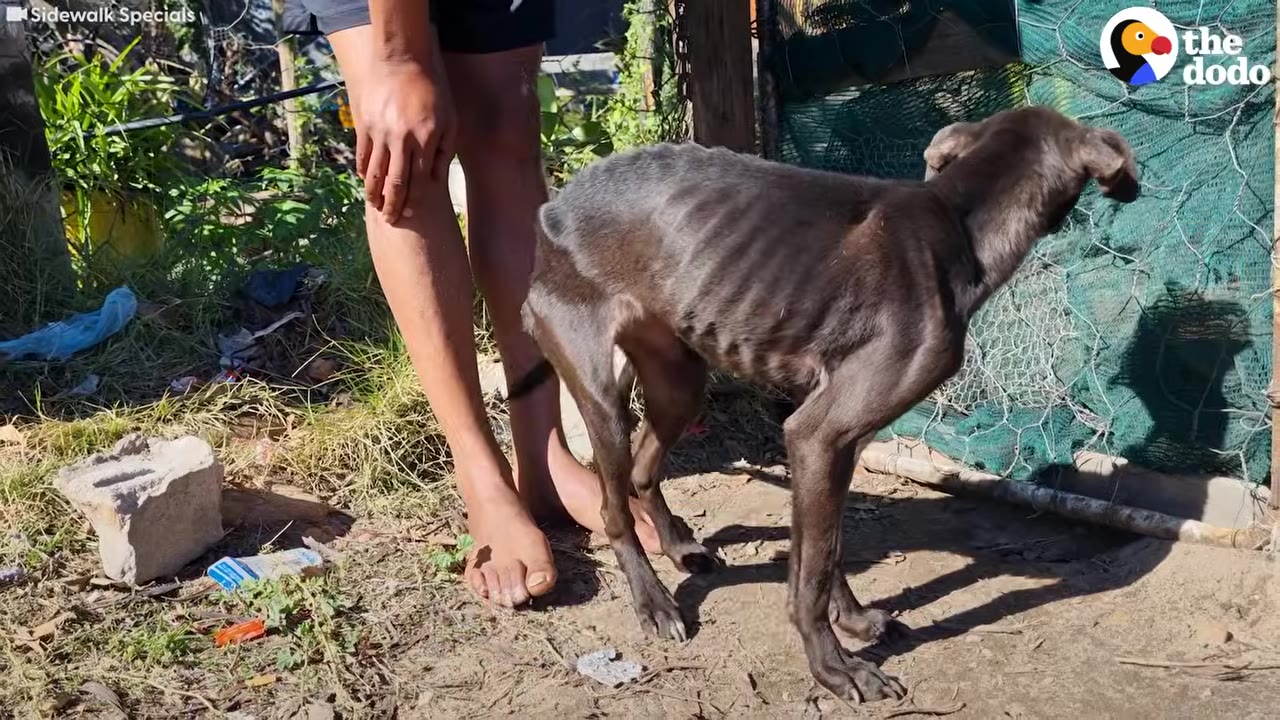 A very thin, dark-furred dog stands outdoors near the bare legs of a person.