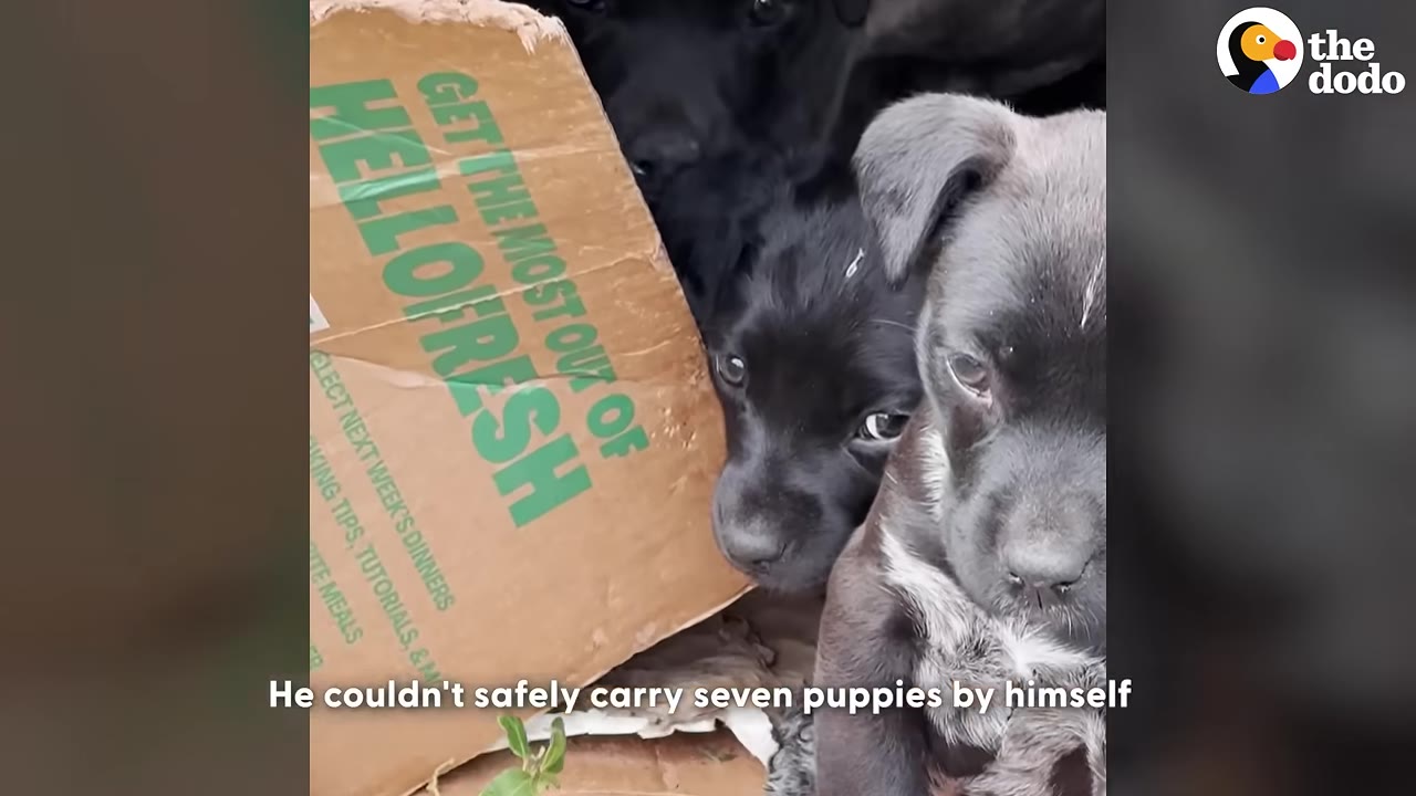 A close-up of several small black and grey puppies huddled together next to a cardboard box.