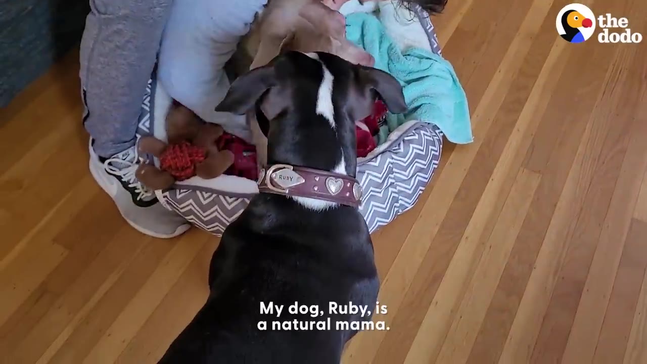 A black and white dog wearing a collar with the name Ruby stands watching a small dog resting in a dog bed.
