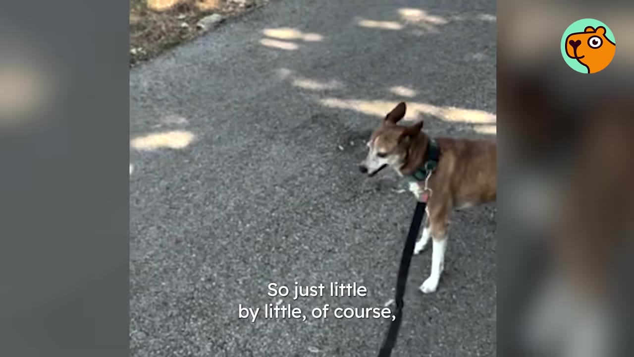 A brown and white dog on a leash walking along an asphalt path.