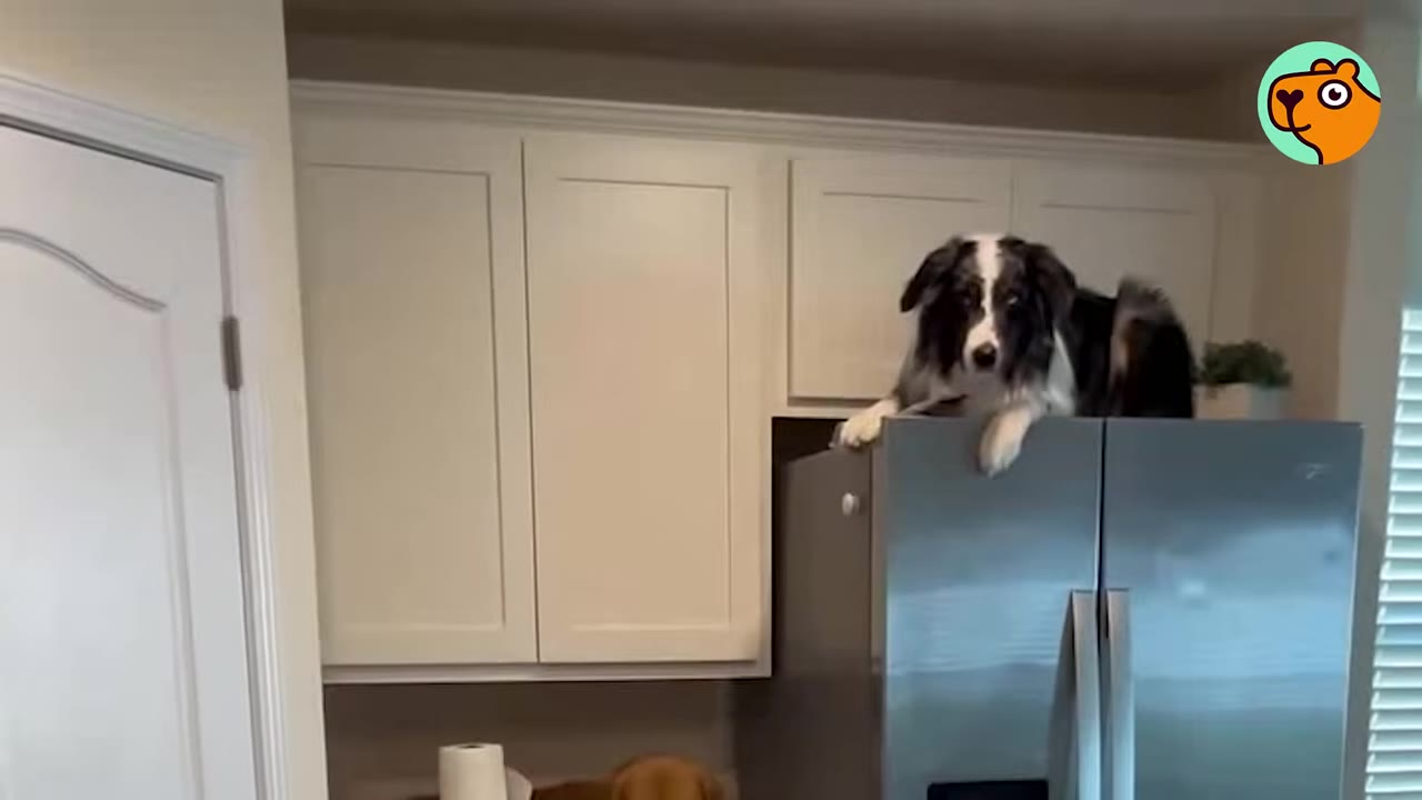 An Australian Shepherd lying on top of a stainless steel refrigerator inside a kitchen.