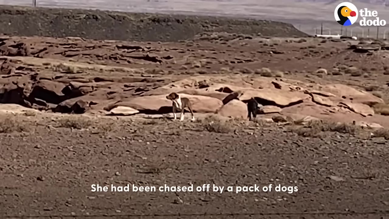 A brown and white dog stands near rocks in a desert landscape alongside another dog.