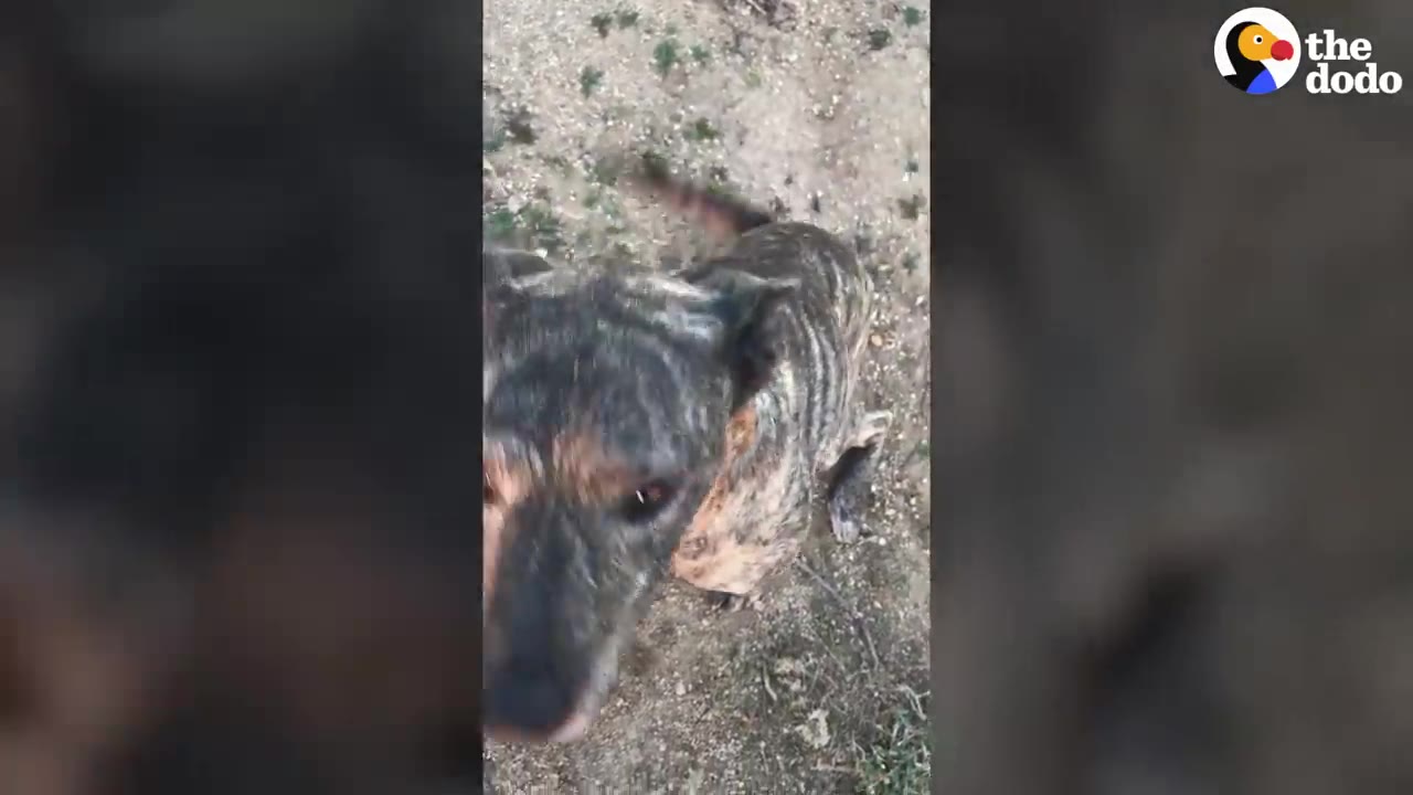 A brindle dog standing on a dirt path looking up toward the camera.