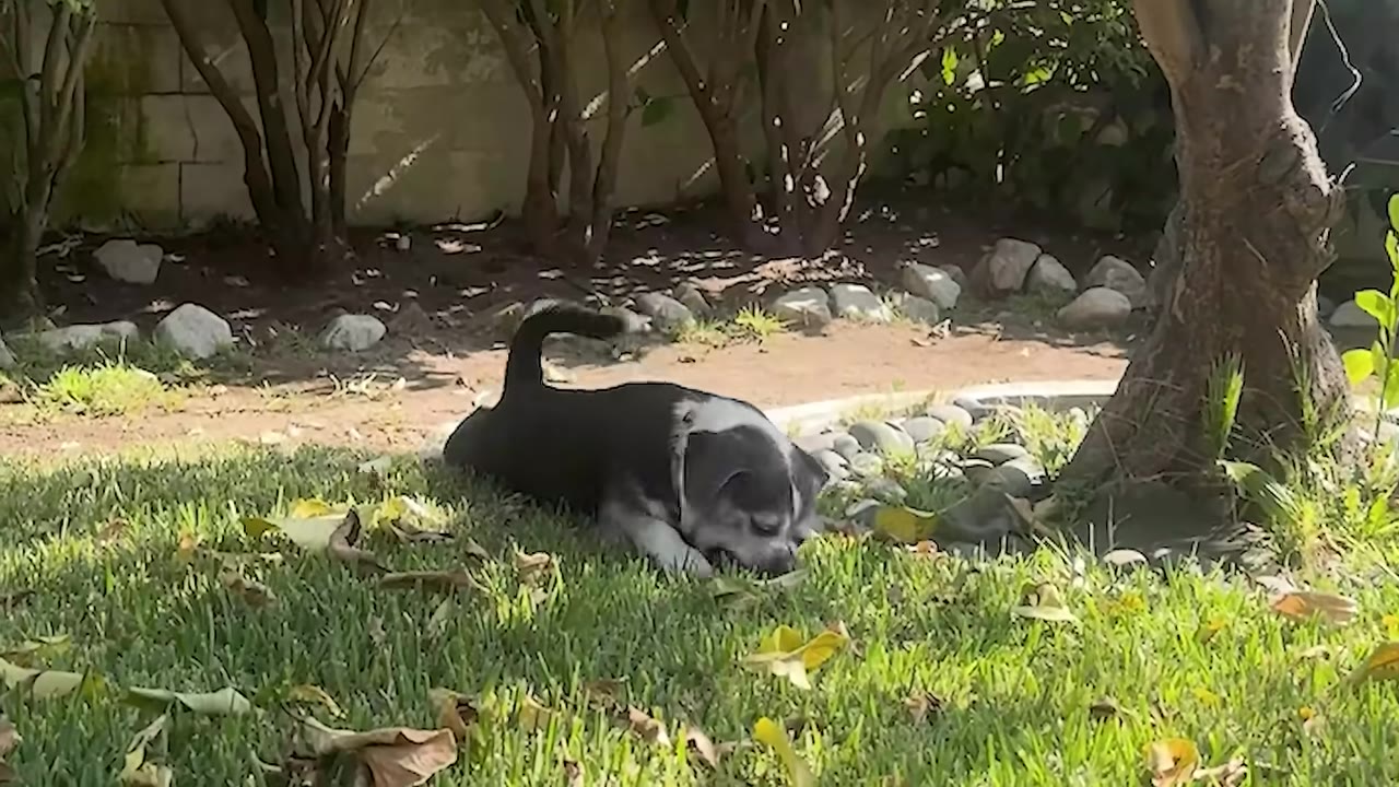 A small black and white dog lies on a green grassy lawn near the base of a tree.