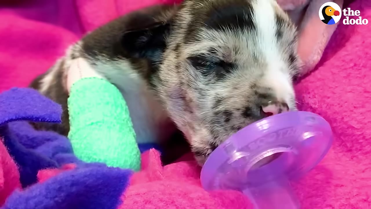 A close-up of a small, speckled puppy resting on a pink blanket with a green bandage wrapped around its front leg and a purple pacifier nearby.