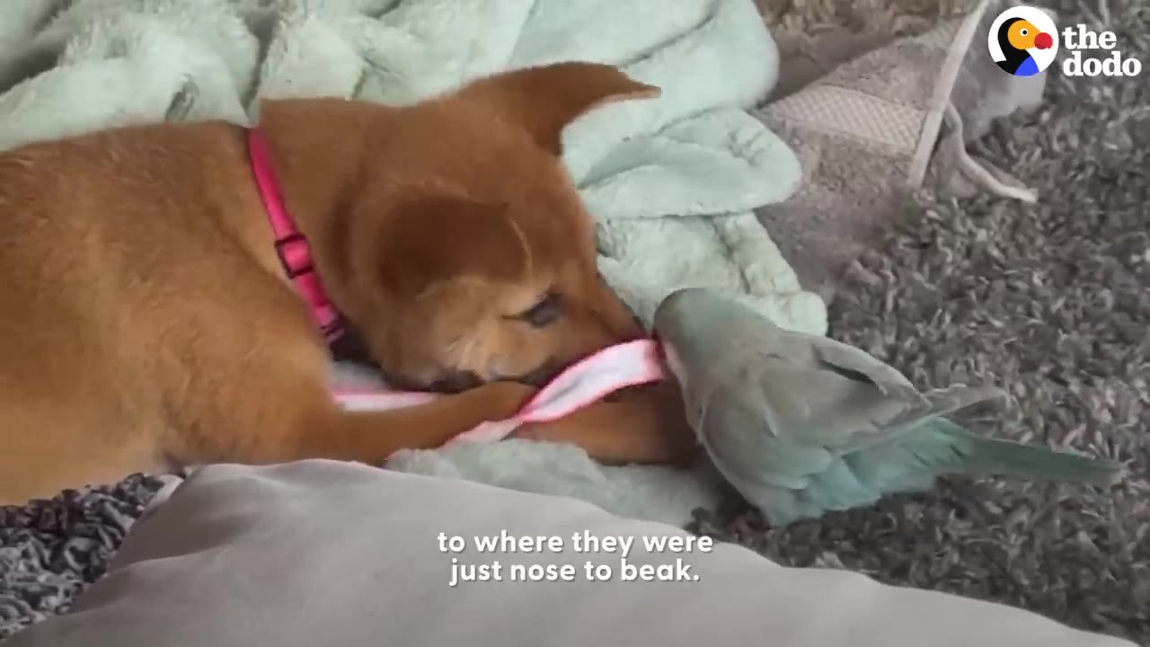 A brown puppy wearing a pink collar and a light blue parakeet interact closely, touching a pink and white toy together on a soft blanket.