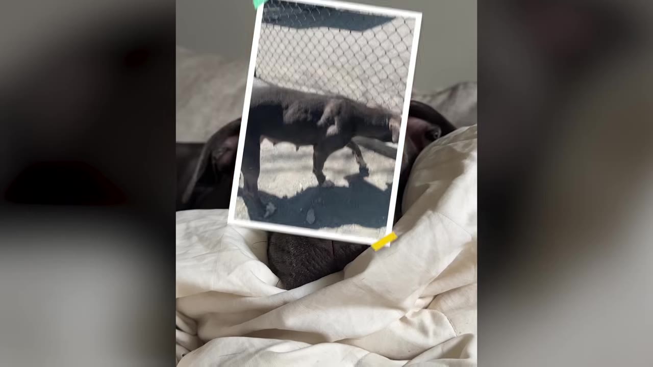 A photo inset showing a thin dark dog walking along a chain-link fence, placed over an image of the dog resting under a white blanket.