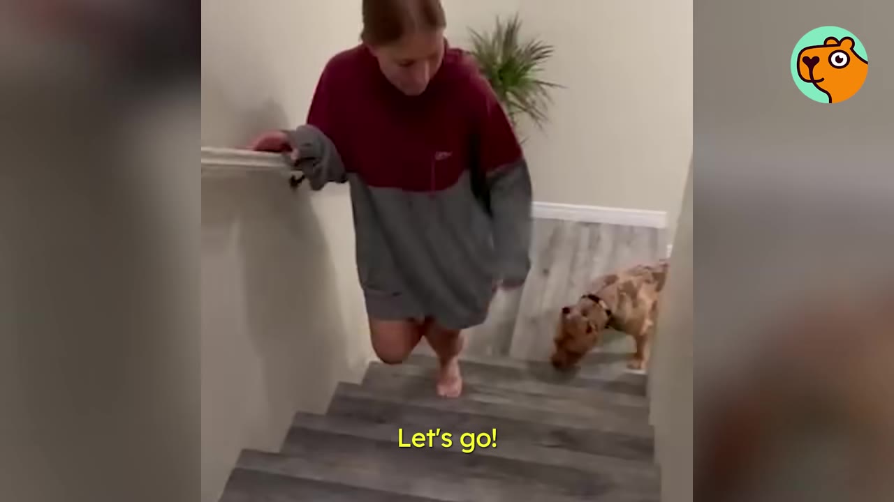 A woman wearing a two-tone hoodie walking up wooden stairs while a brown spotted dog stands behind her at the bottom.