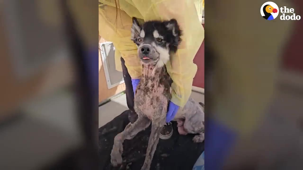 A small black and white dog with severely matted fur being held gently by a person wearing a protective yellow gown and gloves.
