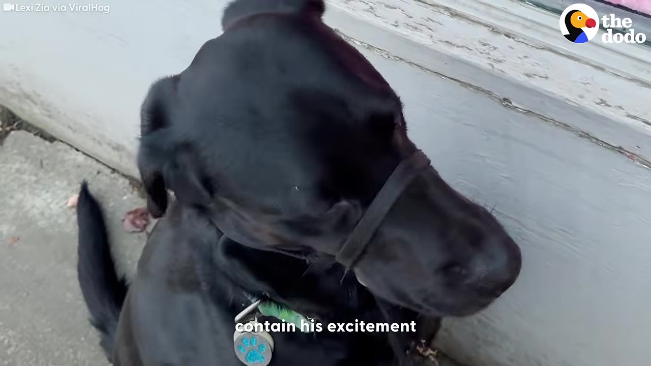 A close-up of a black dog wearing a gentle leader head collar, looking to the side with text overlay reading 'contain his excitement'.