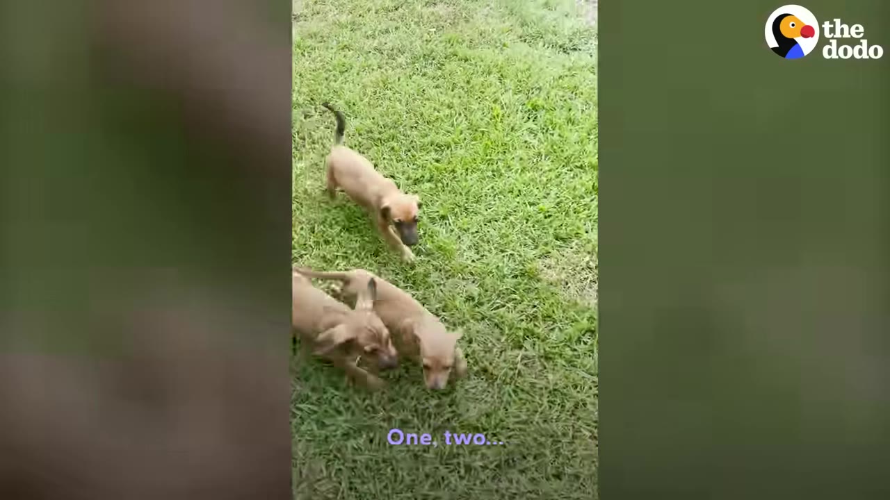 Three small brown puppies running across a grassy lawn.