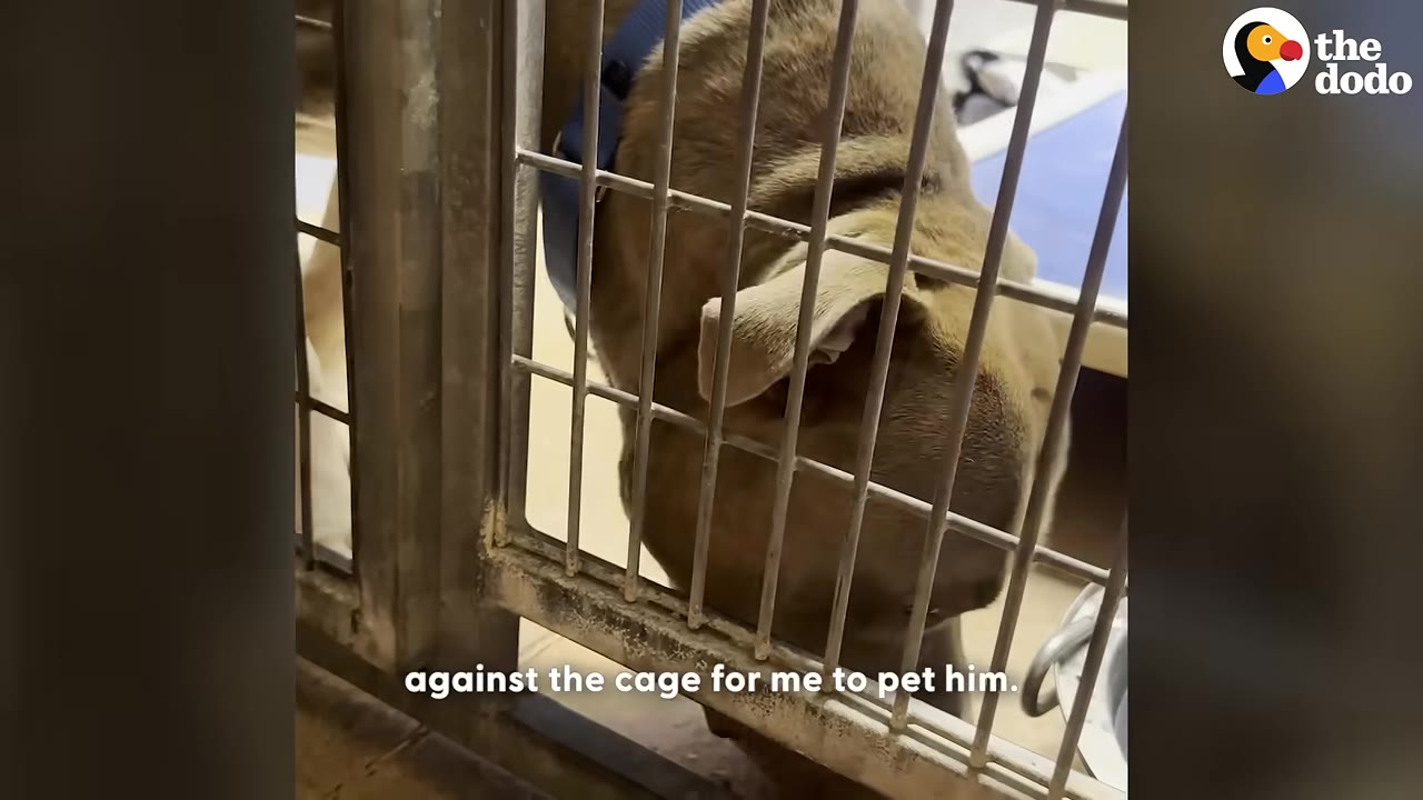 A brown dog with a blue collar presses its head against the metal bars of a shelter cage to be petted.