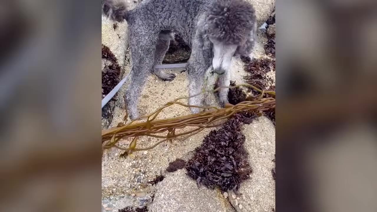 A grey poodle sniffing seaweed among rocks on a beach.