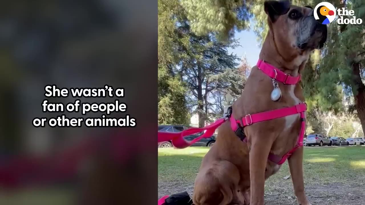 A brown dog wearing a bright pink harness and collar sits alertly in a grassy park with trees in the background.
