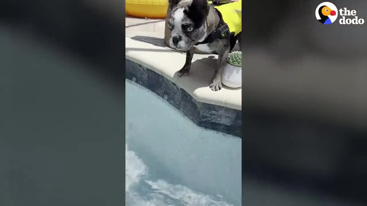 A small dog wearing a yellow life vest stands cautiously at the edge of a swimming pool, looking down into the water.