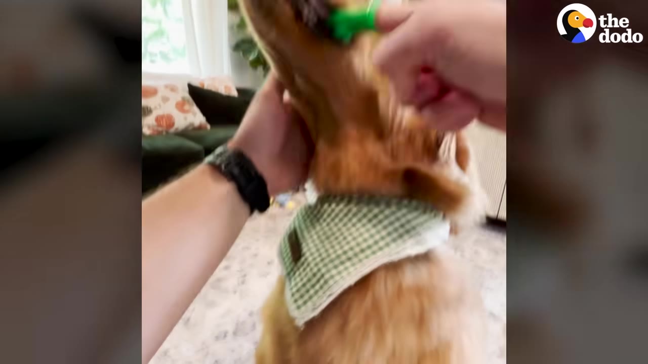 A person brushing a golden dog wearing a green and white checkered bandana.