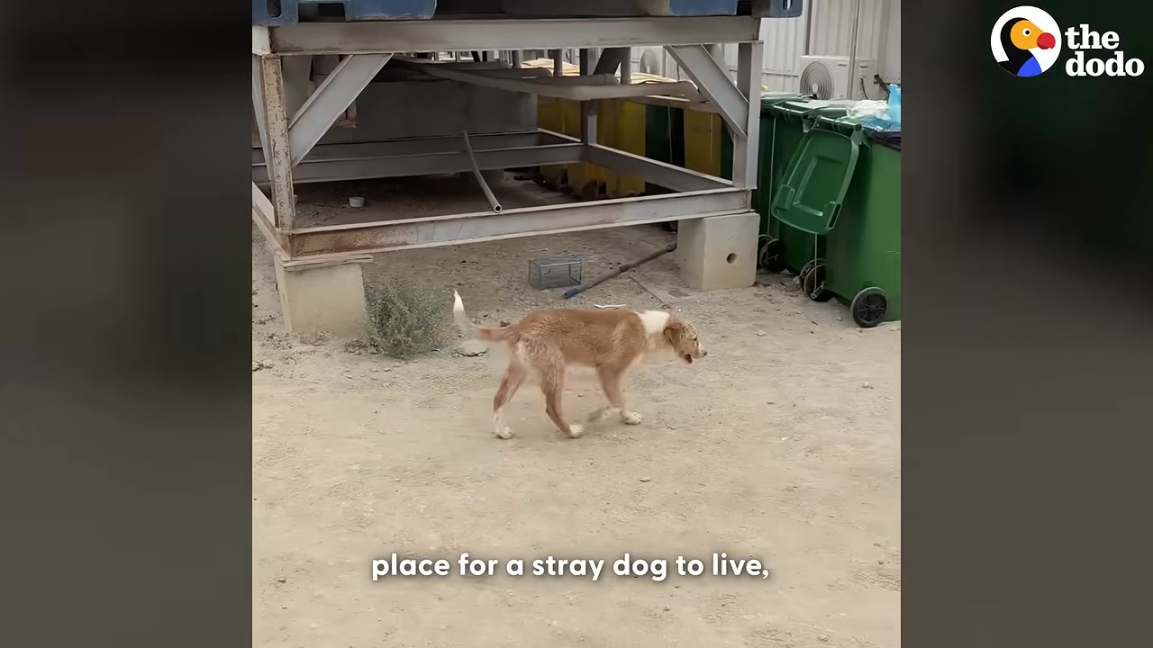 A light brown and white stray dog walks on a dirt ground near a metal structure and green trash bins at an industrial site.