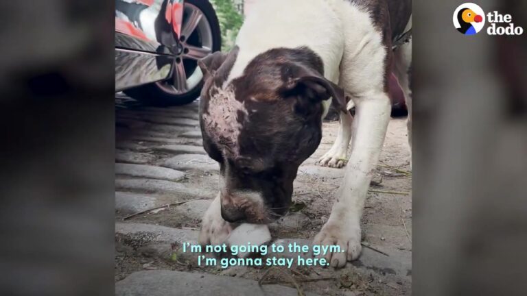 New York Woman Was Walking To The Gym When A Stranger Asked Her If She Wants A Dog