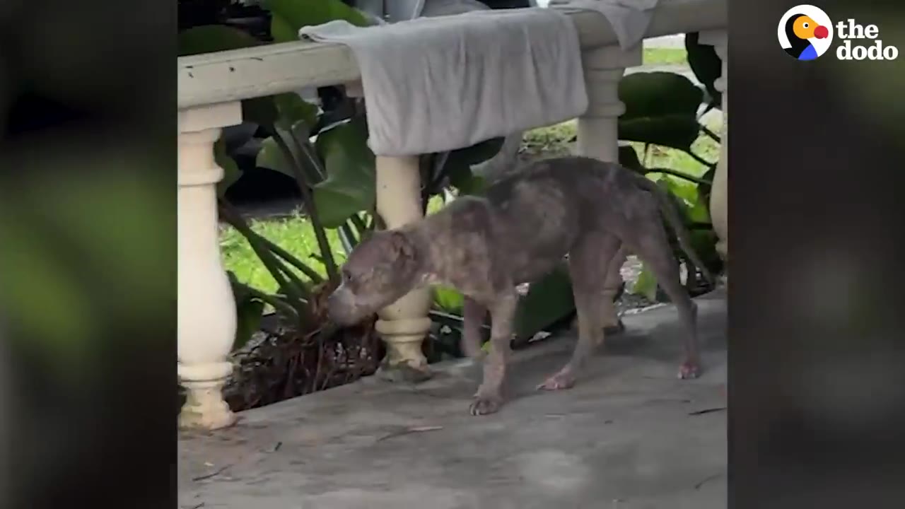 A thin, stray grey dog walking cautiously along a porch near a railing.