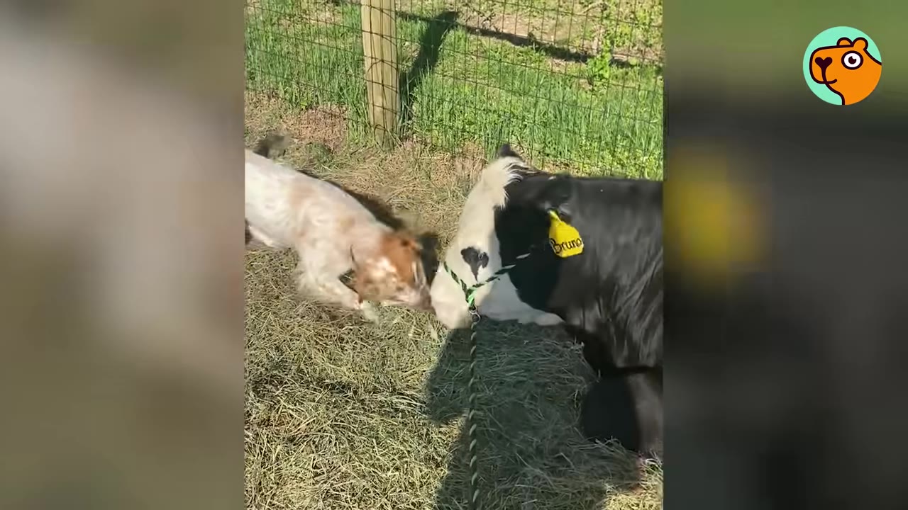 A small white and brown dog touching noses with a black and white cow lying down outdoors.