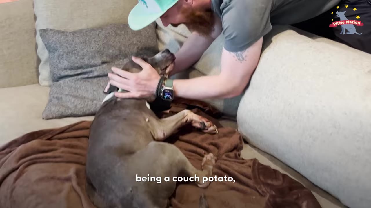 A gray and white dog laying on a brown blanket on a couch while a man wearing a hat gently holds her face.