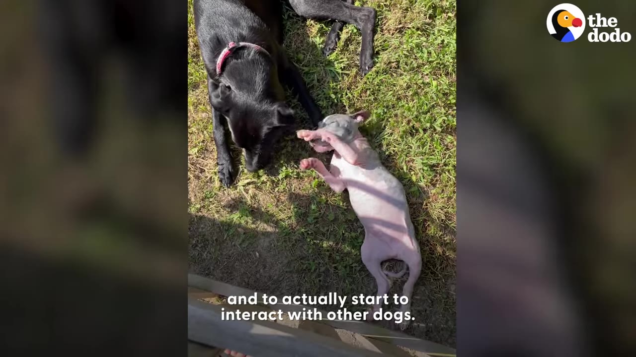 A small puppy lying on its back in the grass interacting with a larger black dog.